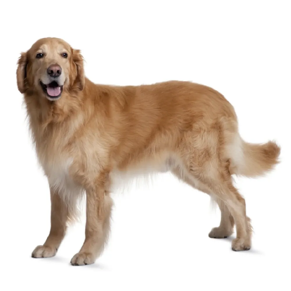 Golden Fundo Branco (1).webp